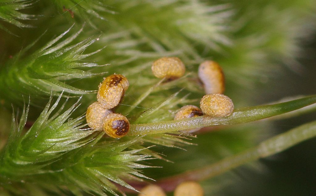 Physarum auriscalpium?